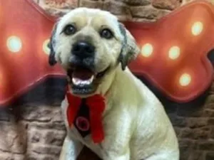 Cachorro raça SRD-ViraLata idade 1 ano nome Coragem
