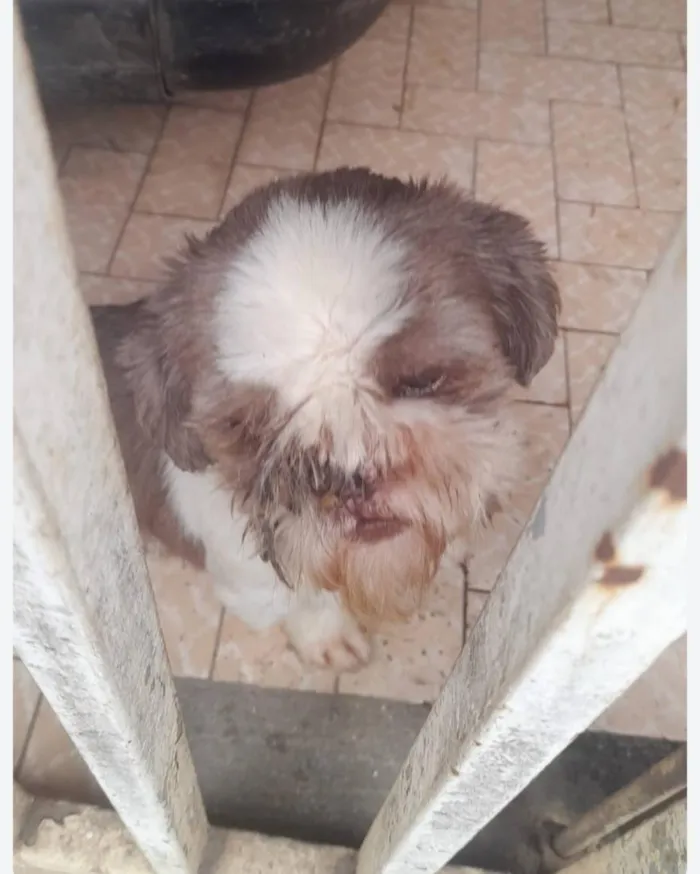 Cachorro raça Shitzu idade 3 anos nome SHITZU 