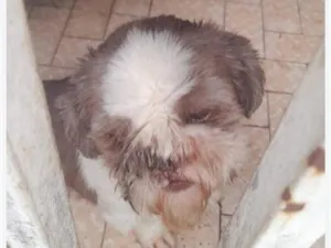 Cachorro raça Shitzu idade 3 anos nome SHITZU 