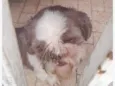 SHITZU