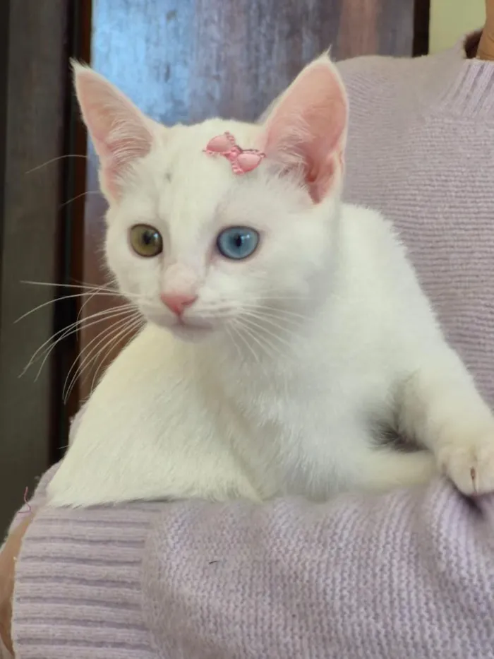 Gato raça SRD-ViraLata idade 2 a 6 meses nome ROSINHA