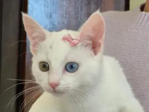 Gato raça SRD-ViraLata idade 2 a 6 meses nome ROSINHA