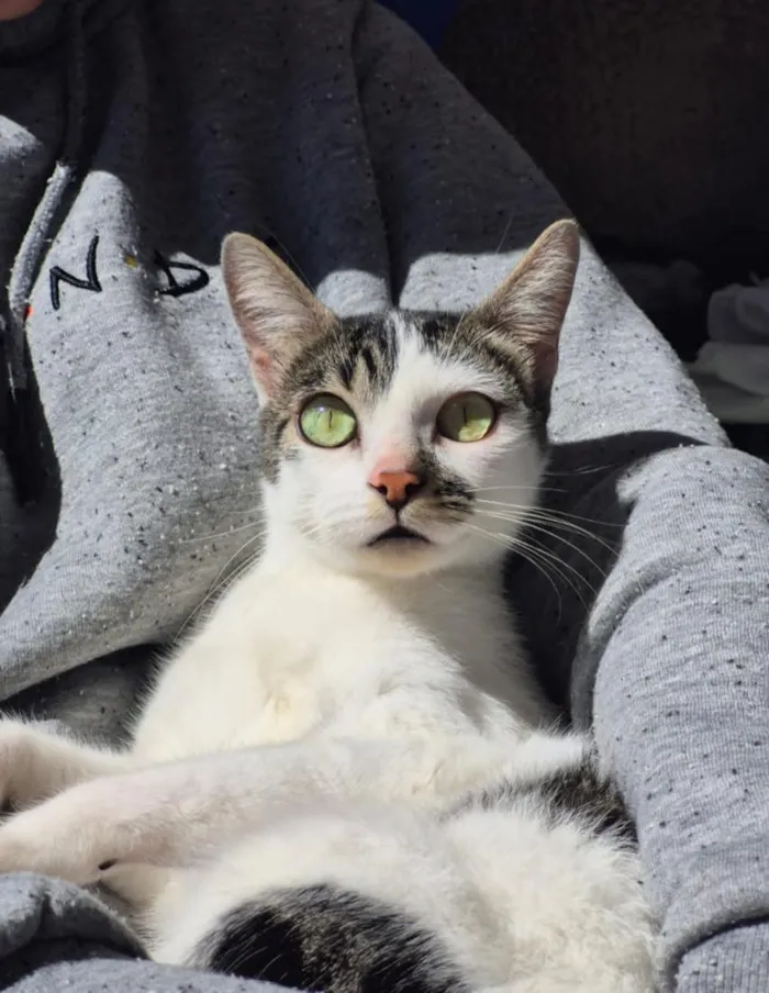 Gato raça SRD-ViraLata idade 1 ano nome OLHINHOS VERDES 