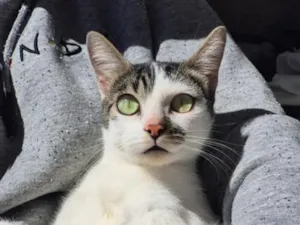 Gato raça SRD-ViraLata idade 1 ano nome OLHINHOS VERDES 