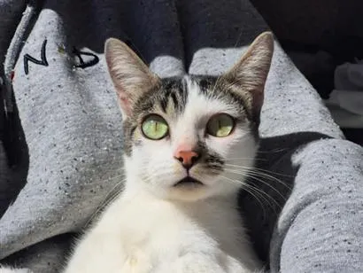 Gato raça SRD-ViraLata idade 1 ano nome OLHINHOS VERDES 