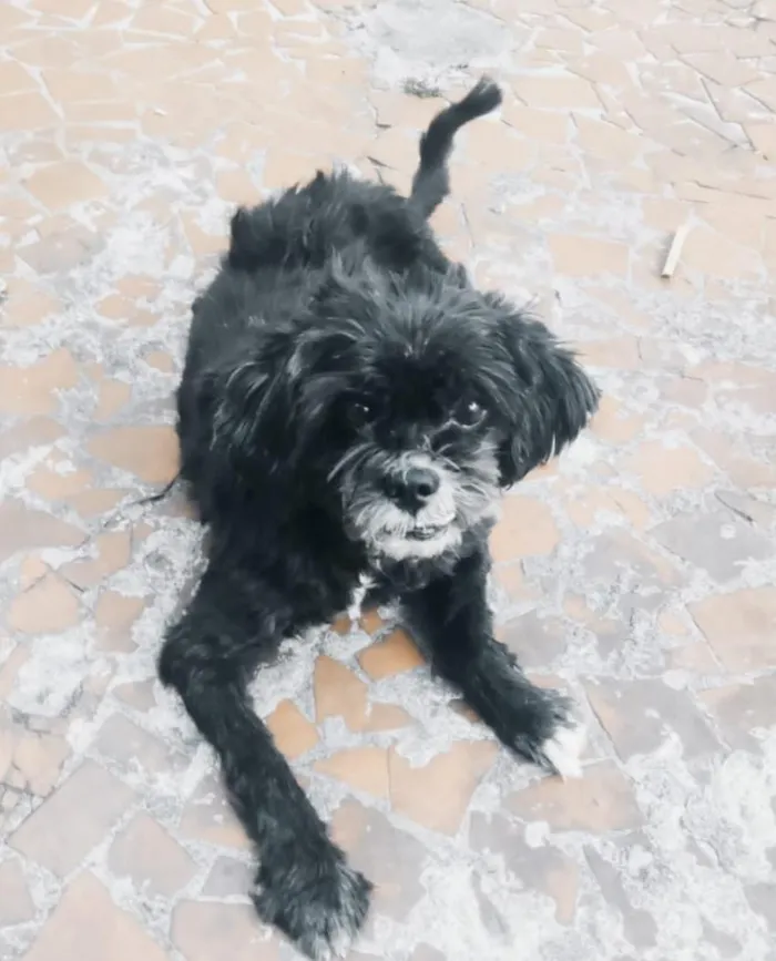 Cachorro raça SRD-ViraLata idade 6 ou mais anos nome SANSÃO 