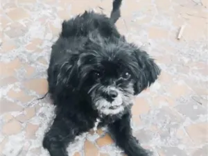 Cachorro raça SRD-ViraLata idade 6 ou mais anos nome SANSÃO 