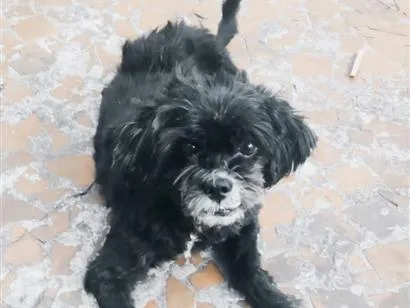 Cachorro raça SRD-ViraLata idade 6 ou mais anos nome SANSÃO 