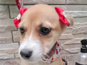Cachorro raça SRD-ViraLata idade 2 a 6 meses nome LINDEZA