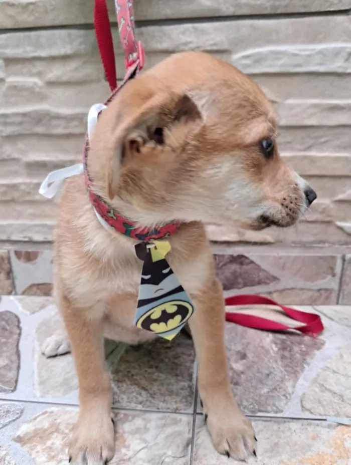 Cachorro raça SRD-ViraLata idade 2 a 6 meses nome TOTÓ 