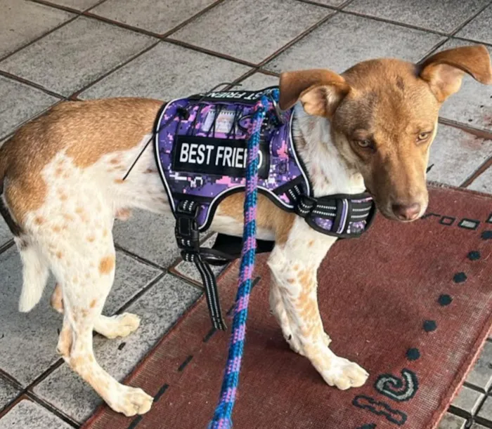 Cachorro raça SRD-ViraLata idade 7 a 11 meses nome BUDDY 