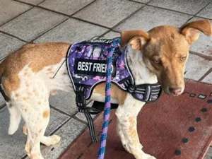 Cachorro raça SRD-ViraLata idade 7 a 11 meses nome BUDDY 