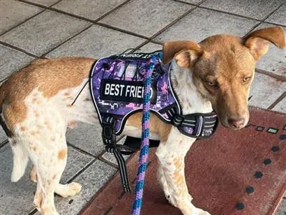 Cachorro raça SRD-ViraLata idade 7 a 11 meses nome BUDDY 