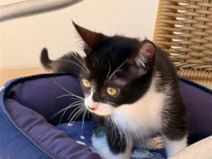 Gato raça SRD-ViraLata idade 2 a 6 meses nome FRAJOLA 