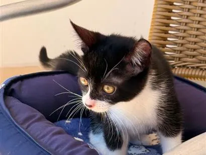 Gato raça SRD-ViraLata idade 2 a 6 meses nome FRAJOLA 