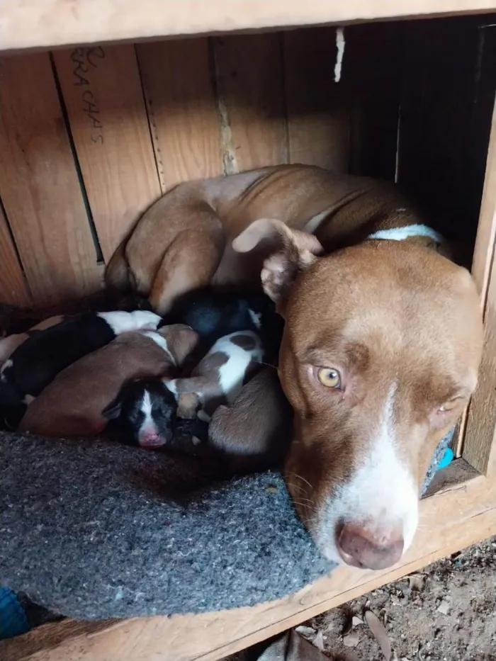 Cachorro raça Pit-Bull idade 6 ou mais anos nome filhotes