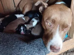 Cachorro raça Pit-Bull idade 6 ou mais anos nome filhotes