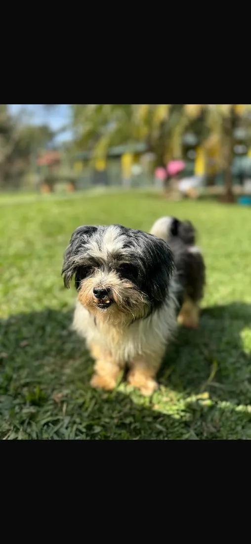 Cachorro raça Lhasa Apso idade 6 ou mais anos nome Thor