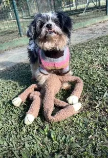 Cachorro raça Lhasa Apso idade 6 ou mais anos nome Thor