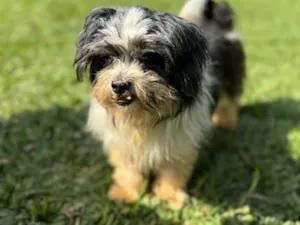 Cachorro raça Lhasa Apso idade 6 ou mais anos nome Thor