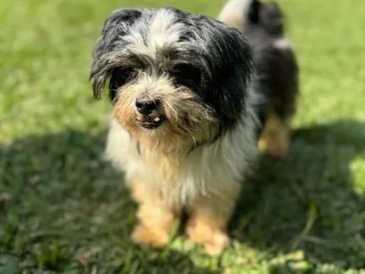 Cachorro raça Lhasa Apso idade 6 ou mais anos nome Thor