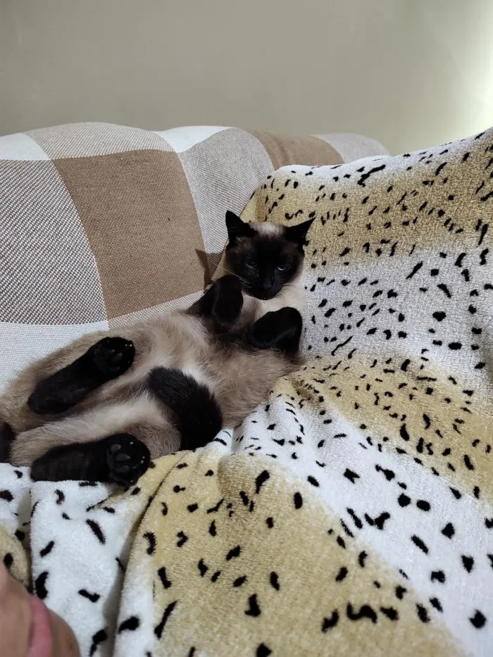 Gato raça SRD-ViraLata idade 1 ano nome samanta