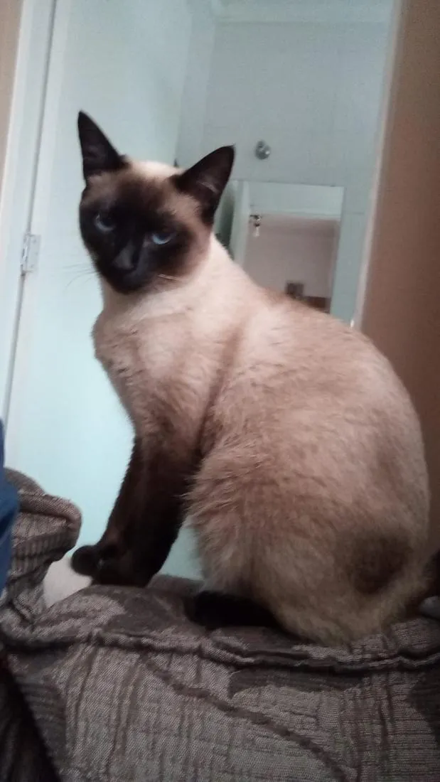 Gato raça SRD-ViraLata idade 1 ano nome samanta