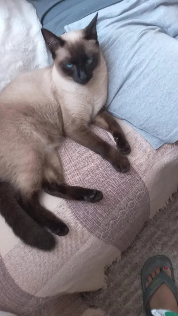 Gato raça SRD-ViraLata idade 1 ano nome samanta
