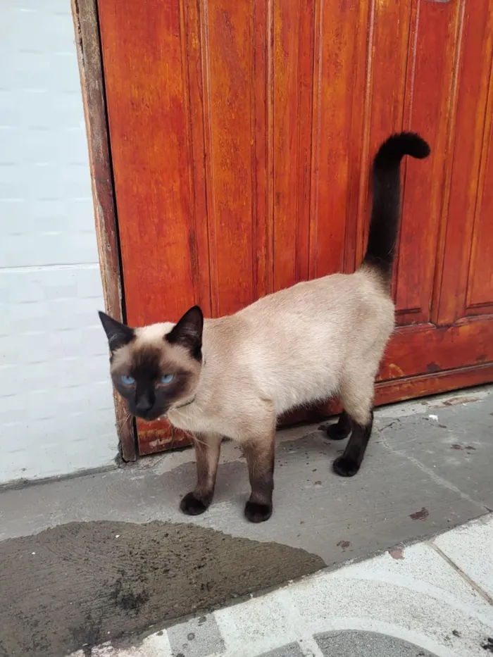 Gato raça SRD-ViraLata idade 1 ano nome samanta