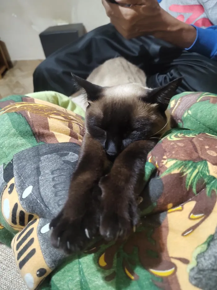 Gato raça SRD-ViraLata idade 1 ano nome samanta