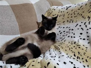 Gato raça SRD-ViraLata idade 1 ano nome samanta