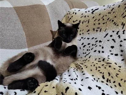 Gato raça SRD-ViraLata idade 1 ano nome samanta