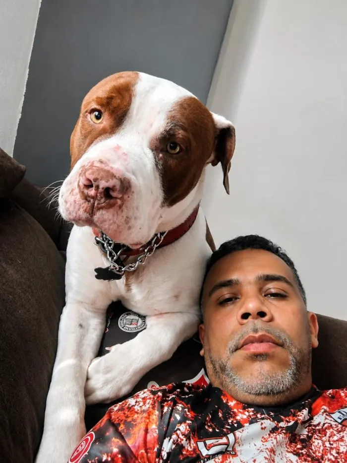 Cachorro raça Pit-Bull idade 2 anos nome Bradock