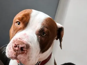 Cachorro raça Pit-Bull idade 2 anos nome Bradock