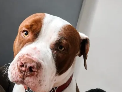Cachorro raça Pit-Bull idade 2 anos nome Bradock