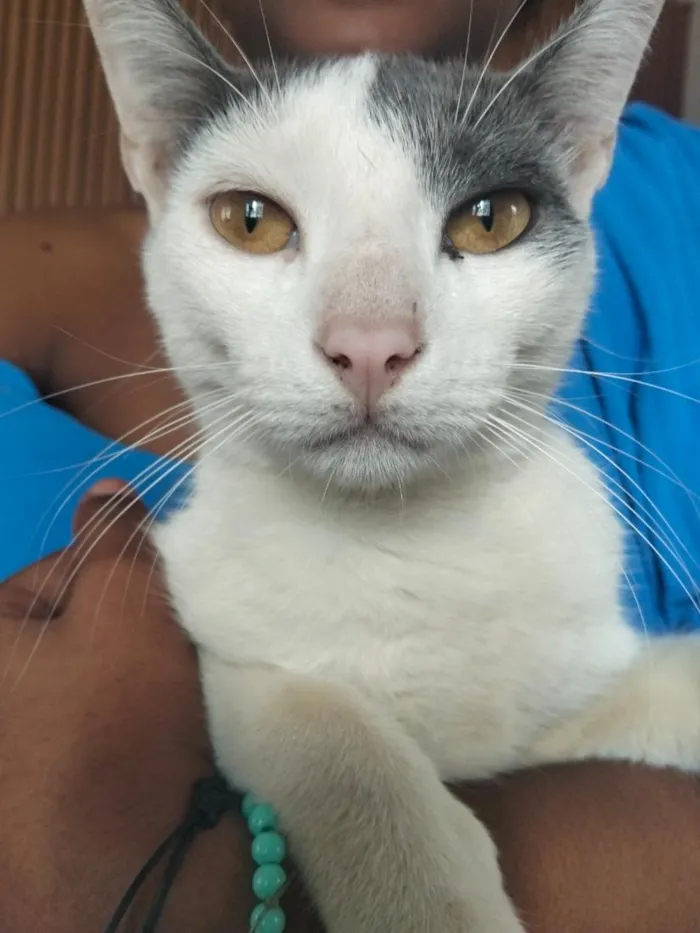 Gato raça SRD-ViraLata idade 7 a 11 meses nome jingle Bell