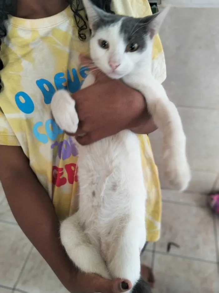 Gato raça SRD-ViraLata idade 7 a 11 meses nome jingle Bell