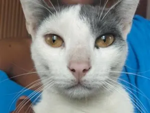 Gato raça SRD-ViraLata idade 7 a 11 meses nome jingle Bell