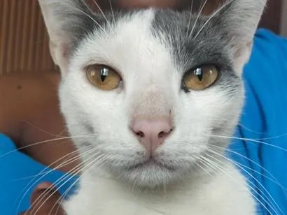 Gato raça SRD-ViraLata idade 7 a 11 meses nome jingle Bell