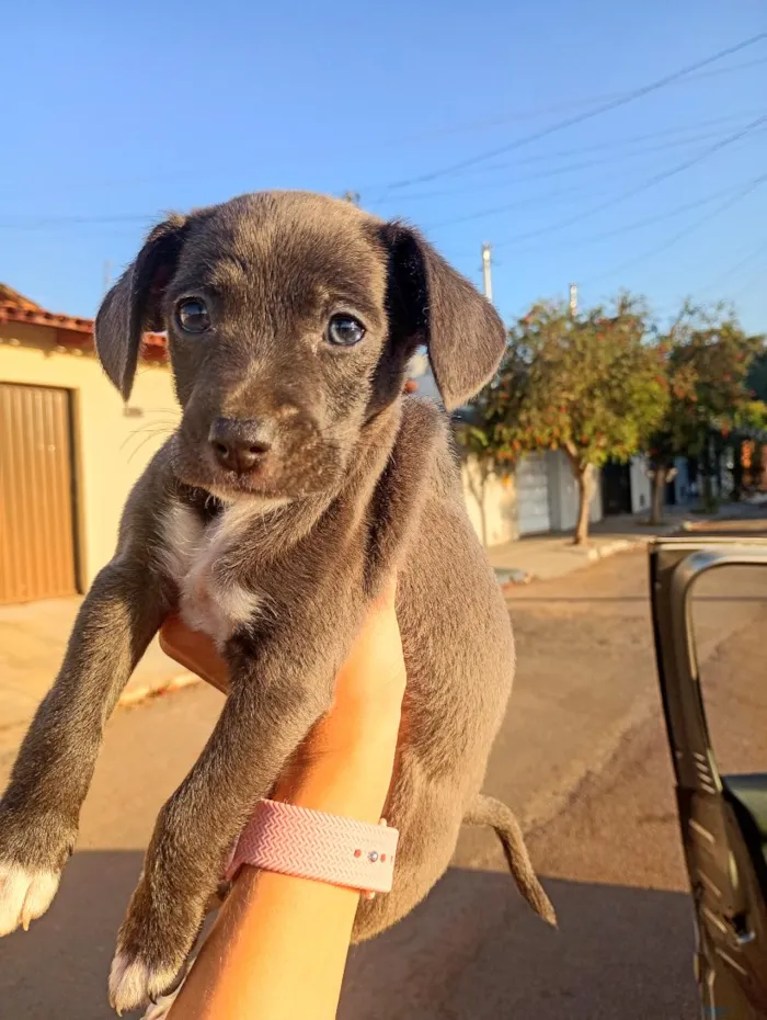 Cachorro raça SRD-ViraLata idade 2 a 6 meses nome Sem nome