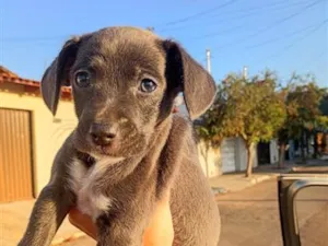 Cachorro raça SRD-ViraLata idade 2 a 6 meses nome Sem nome