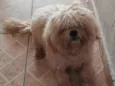 PELUDINHO 