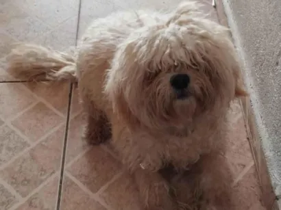 Cachorro raça SRD-ViraLata idade 1 ano nome PELUDINHO 
