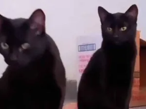 Gato raça SRD-ViraLata idade 2 a 6 meses nome Pretinhos ????