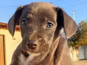 Cachorro raça SRD-ViraLata idade 2 a 6 meses nome Sem nome