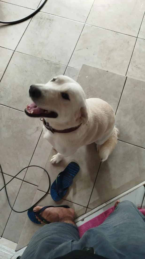 Cachorro raça SRD-ViraLata idade 1 ano nome Polaco