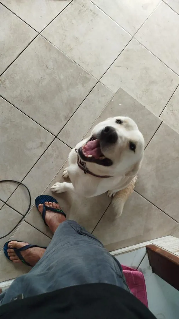 Cachorro raça SRD-ViraLata idade 1 ano nome Polaco