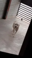 Polaco