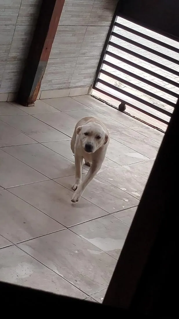 Cachorro raça SRD-ViraLata idade 1 ano nome Polaco