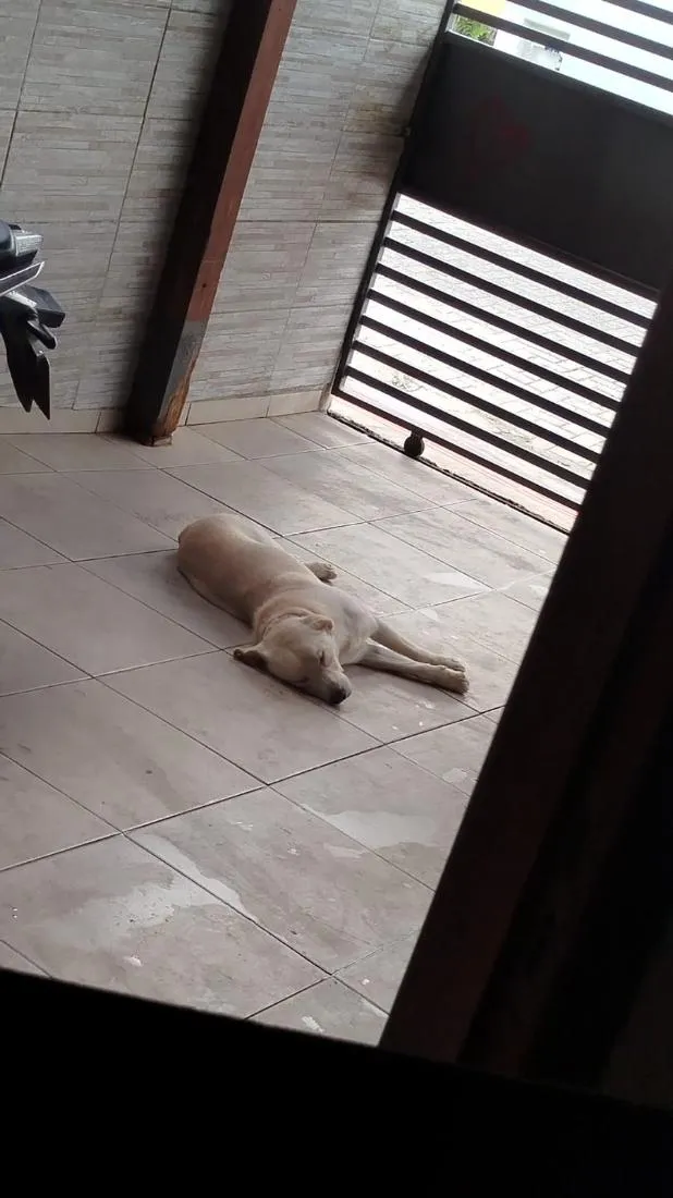Cachorro raça SRD-ViraLata idade 1 ano nome Polaco